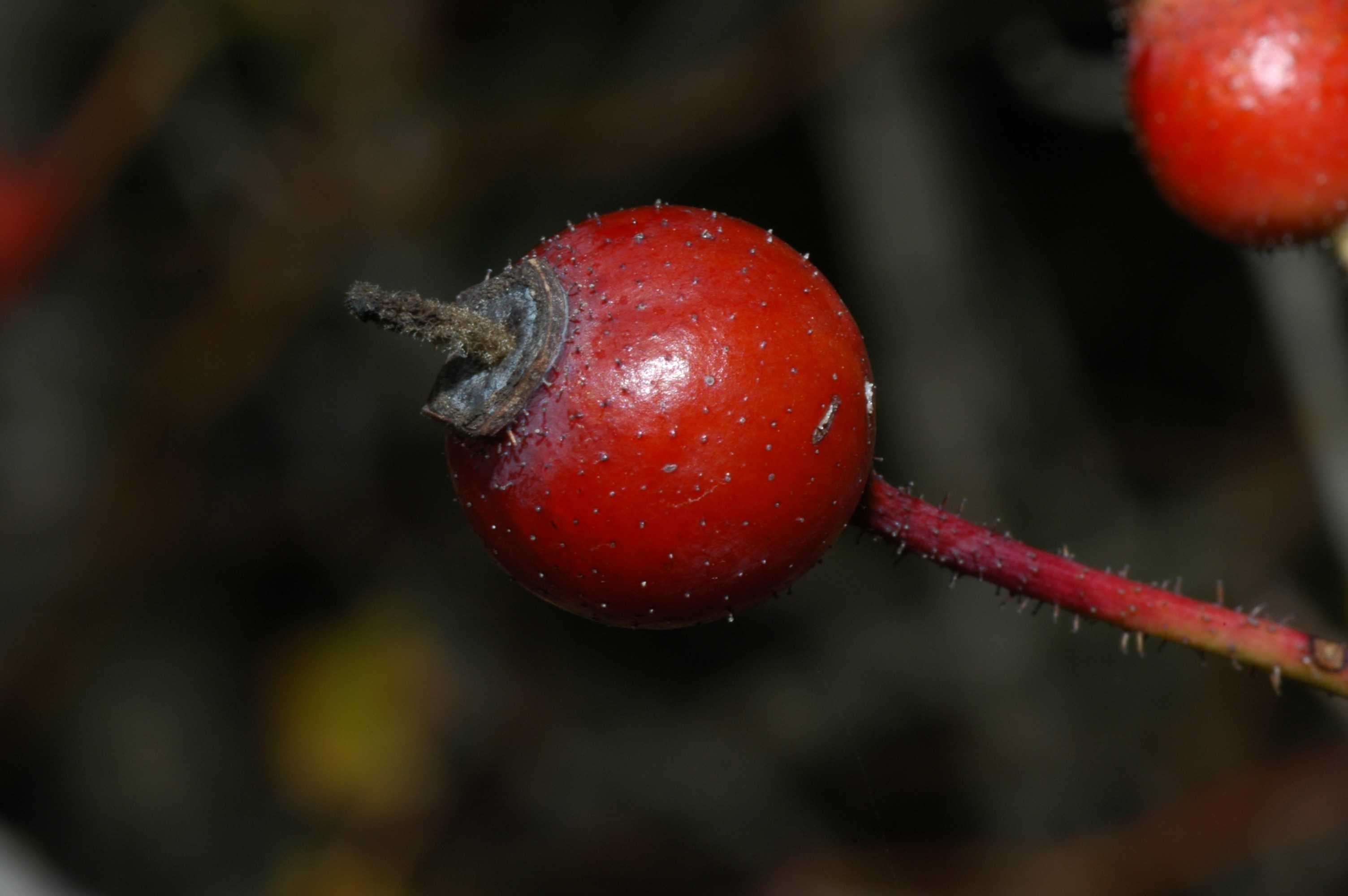 Scopriamo l''autunno